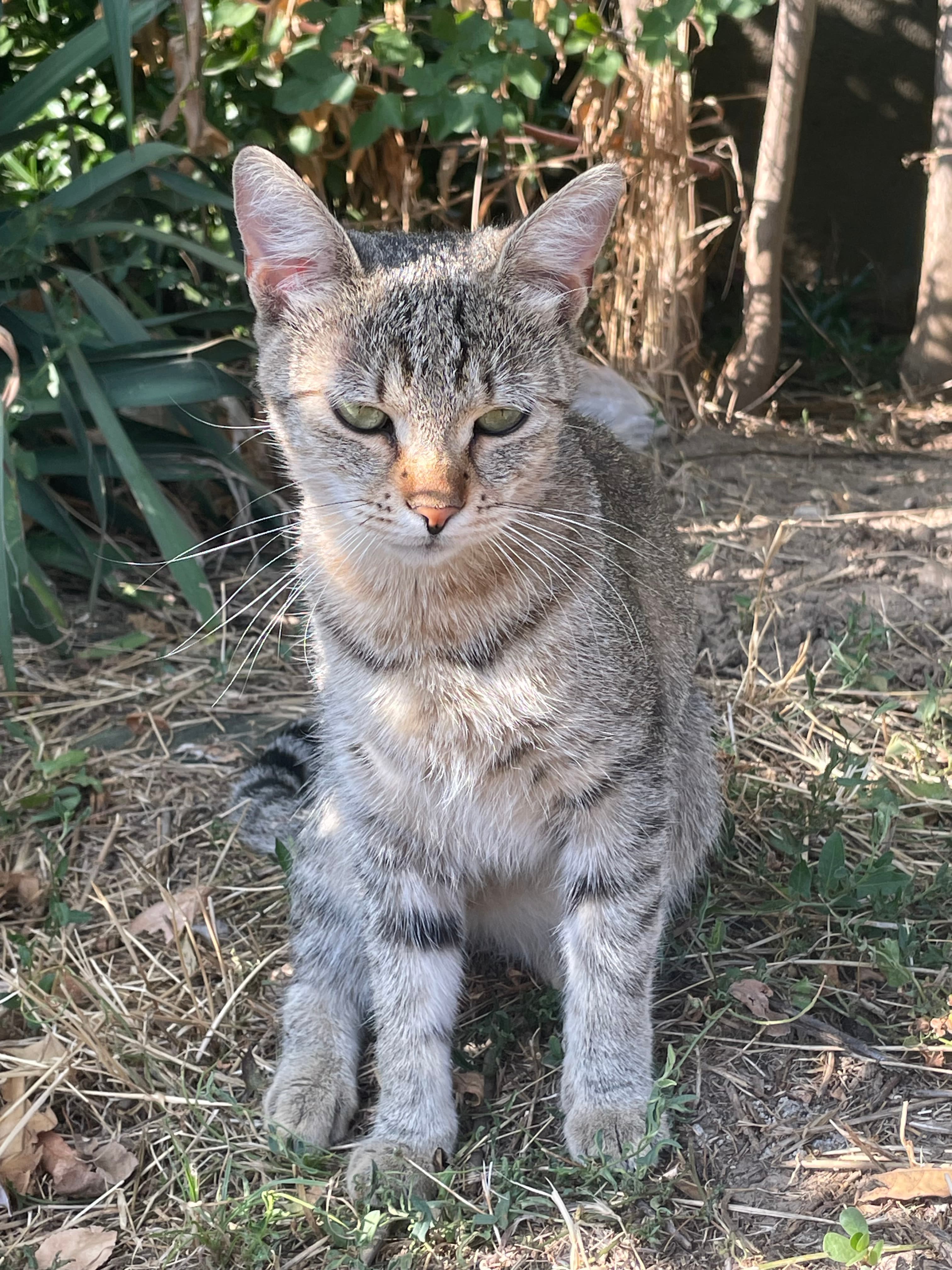 Selected pet image