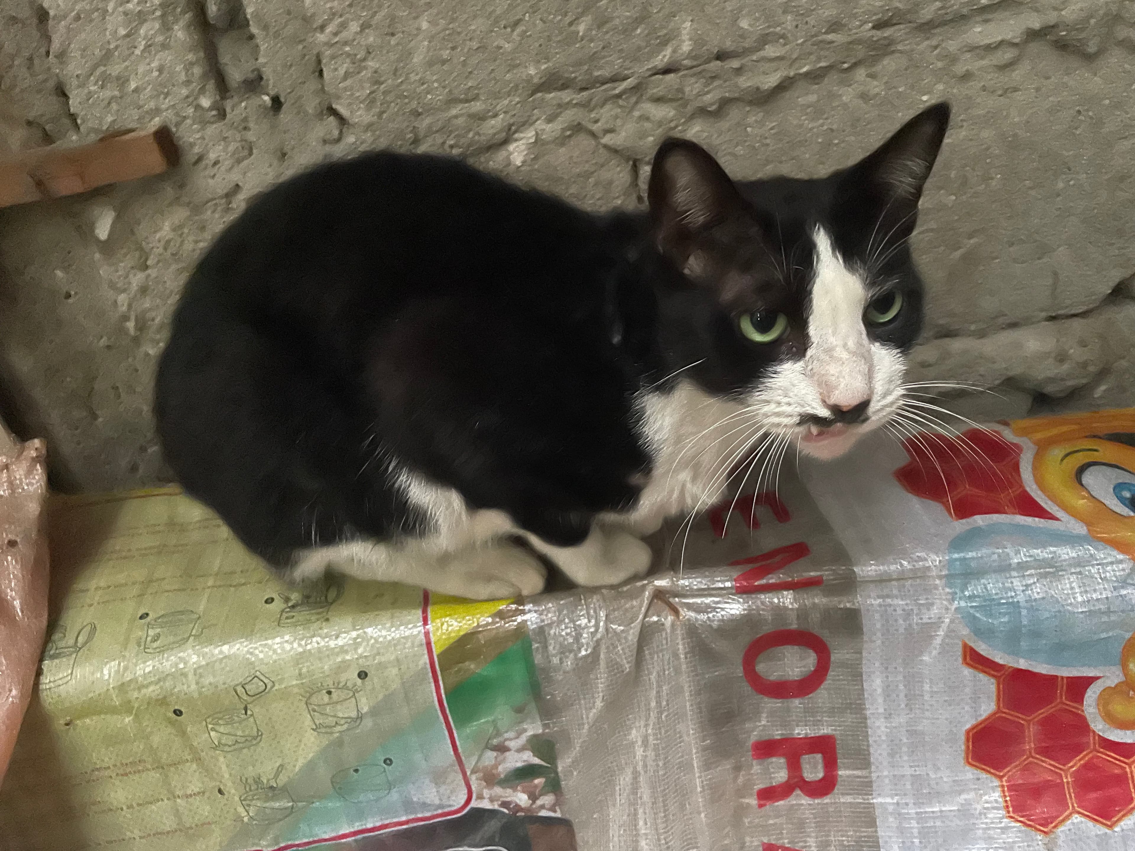 Selected pet image
