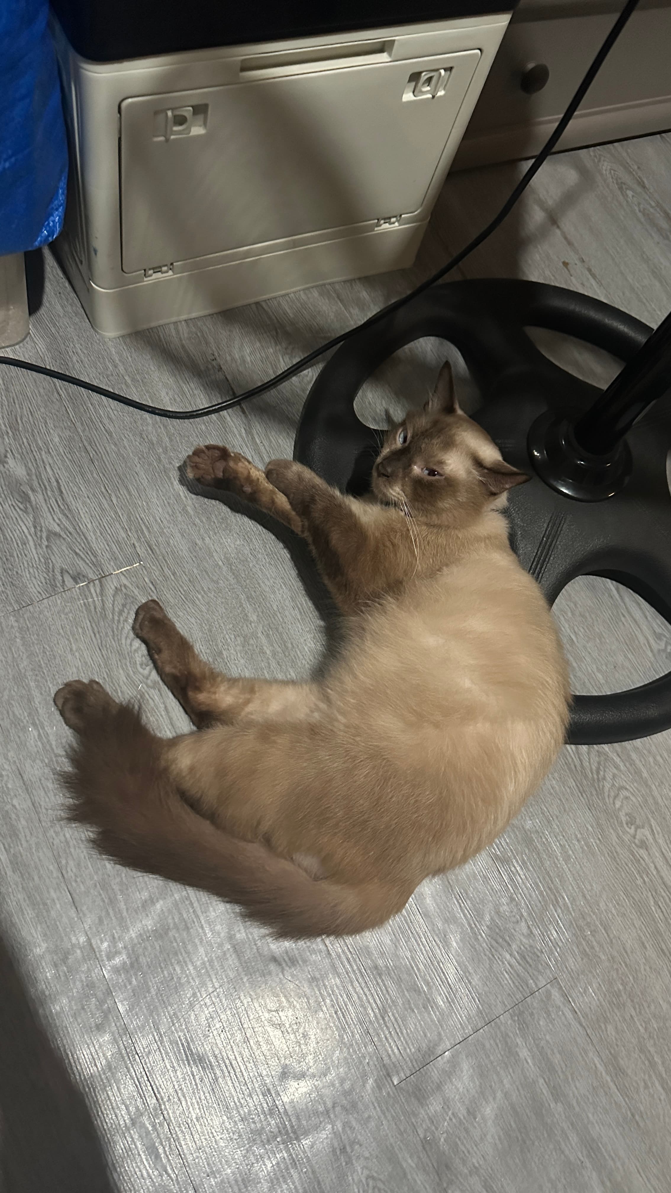 Selected pet image