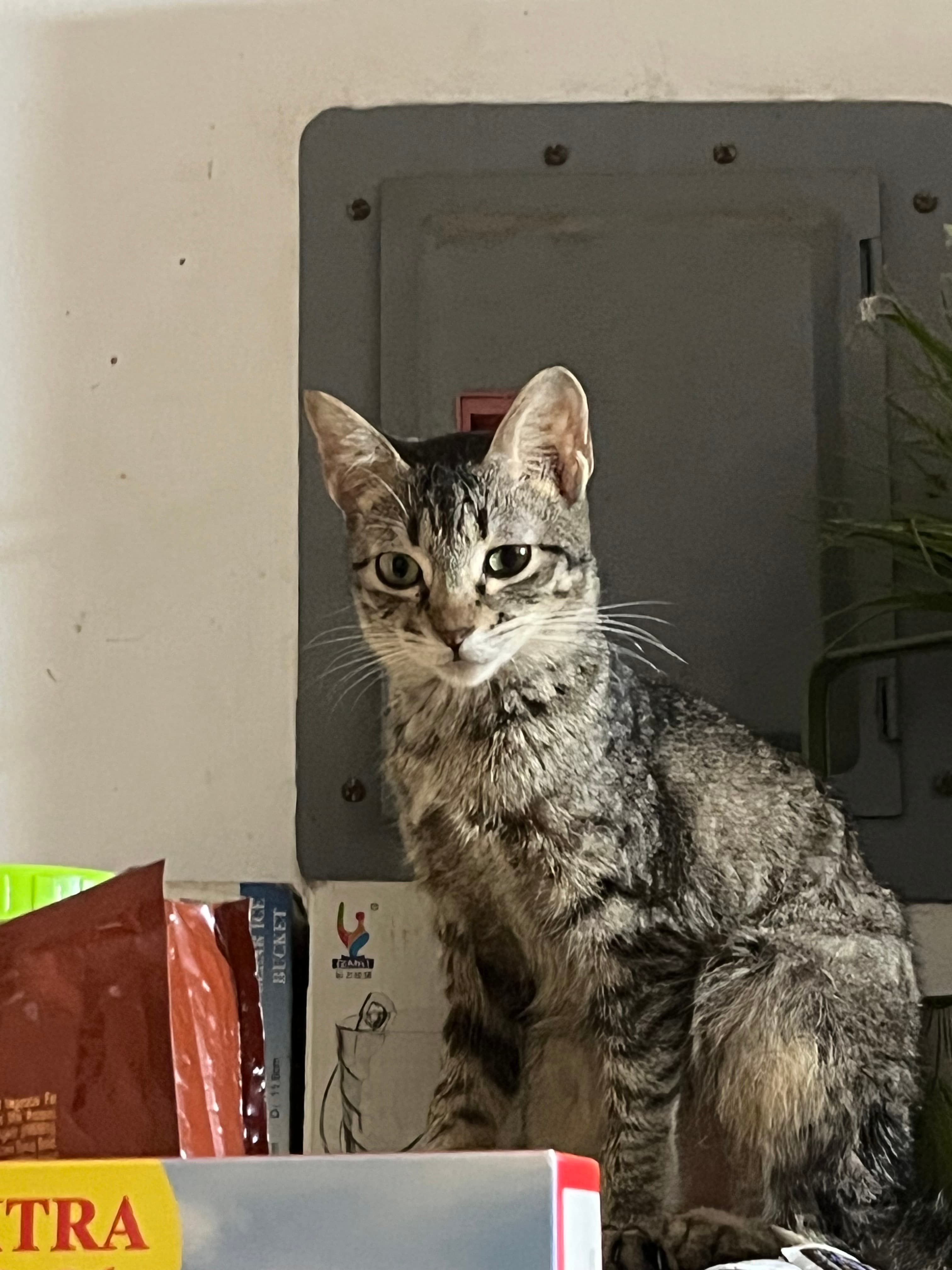 Photo of Mavie - Tabby Puspin cat